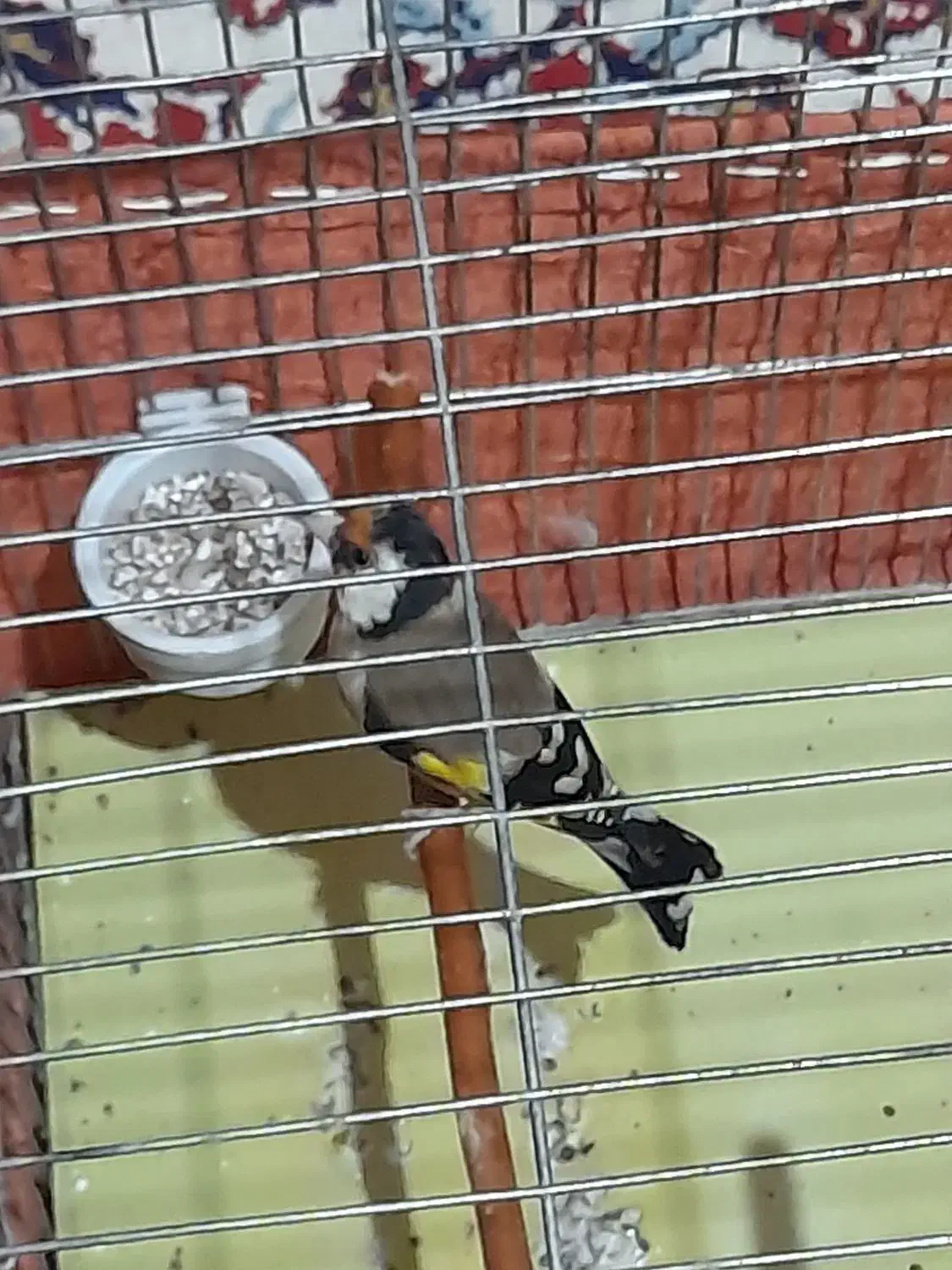 پرنده سهره|پرنده|کوهدشت, |دیوار