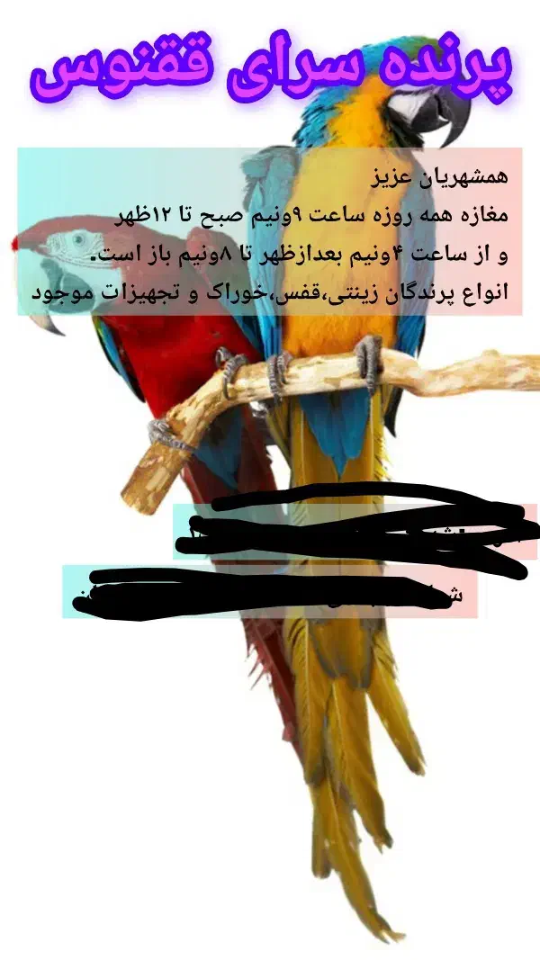 پرنده سرای ققنوس|پرنده|دوگنبدان, |دیوار