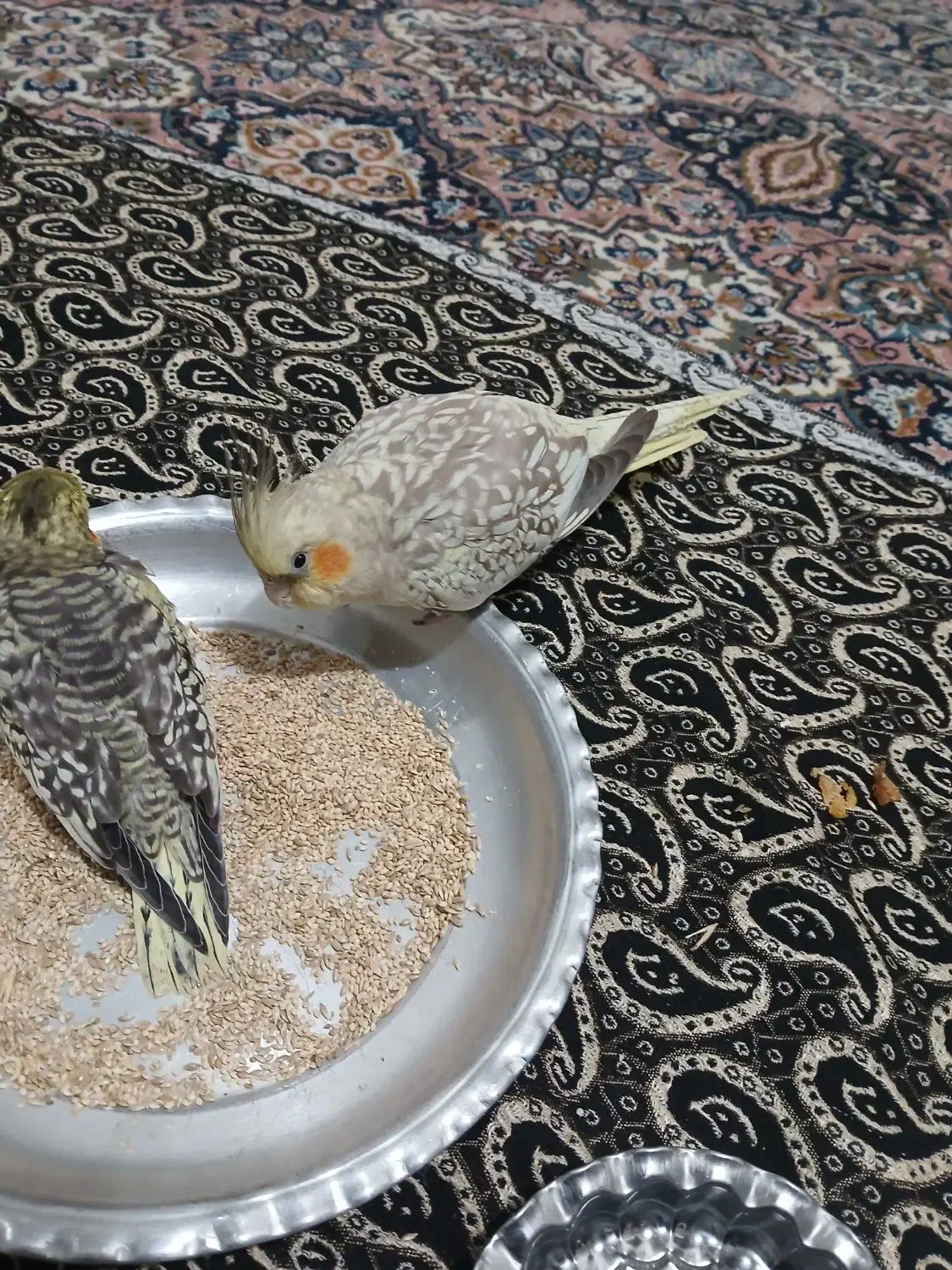 عروس هلندی ماده و جوجه|پرنده|زنده رود, |دیوار