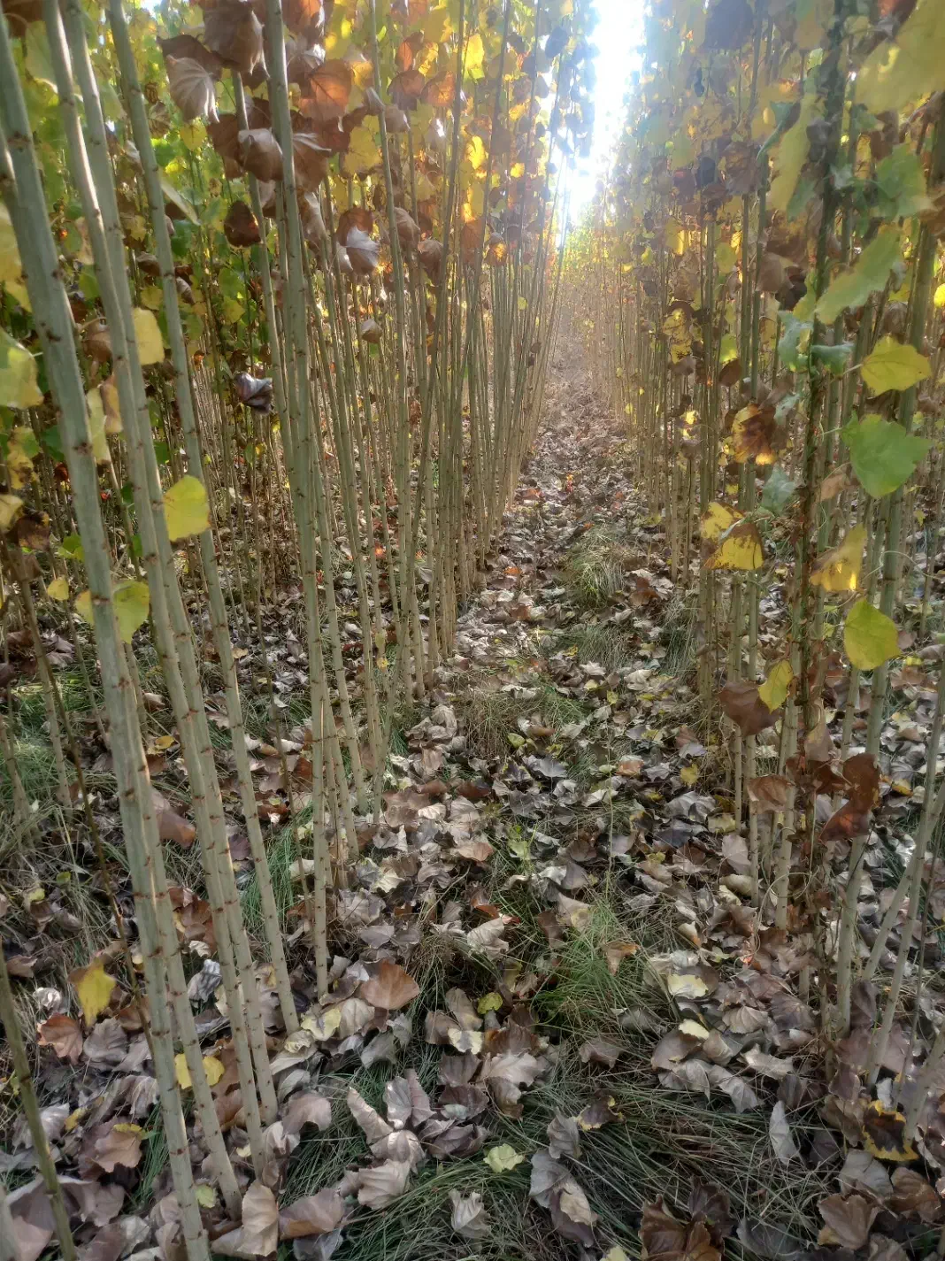 صنوبر نیقرا|خدمات پیشه و مهارت|کشاورز, |دیوار