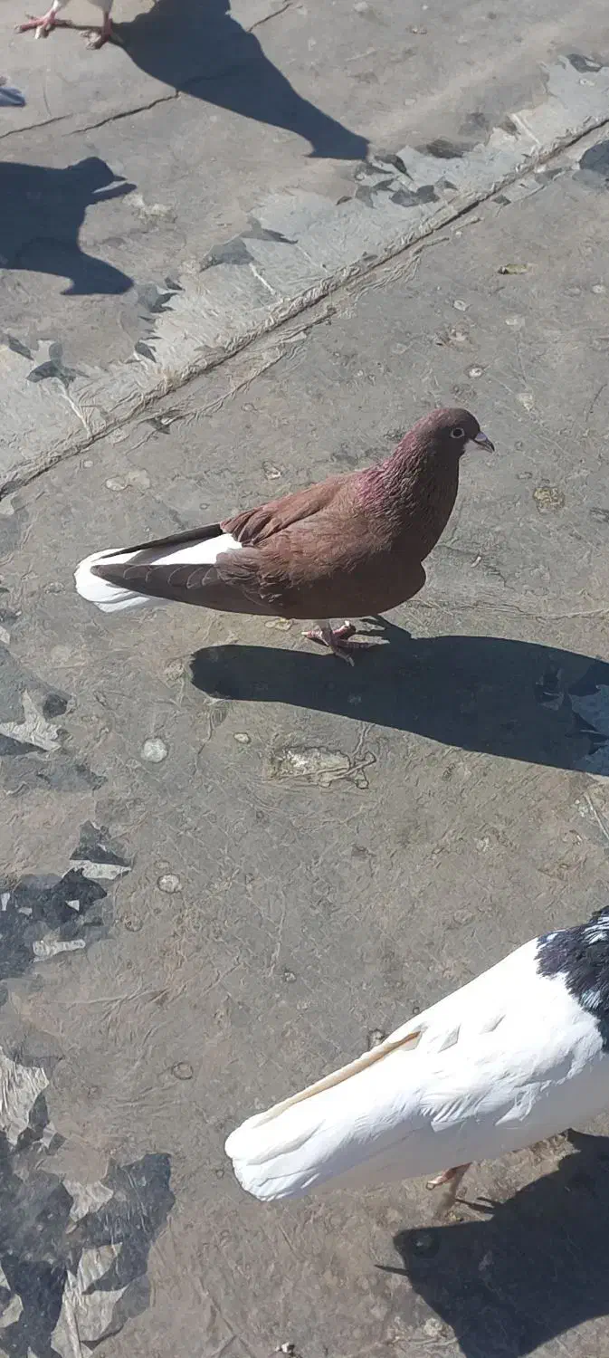 کبوتر|پرنده|نیشابور, شهرک بسیج|دیوار