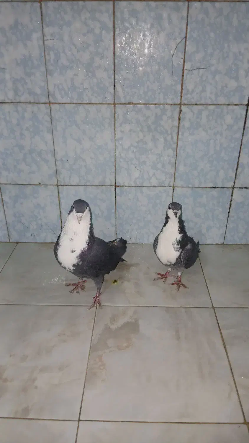 کبوتر کرباتی معاوضه طوطی عروس مینا|پرنده|مشهد, موعود|دیوار