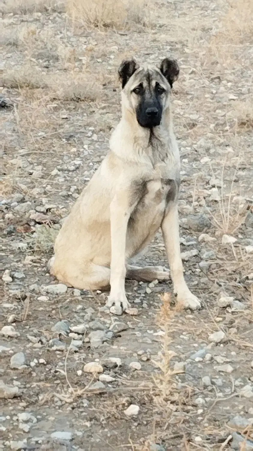 سگ ماده|سگ|مشگین شهر, |دیوار