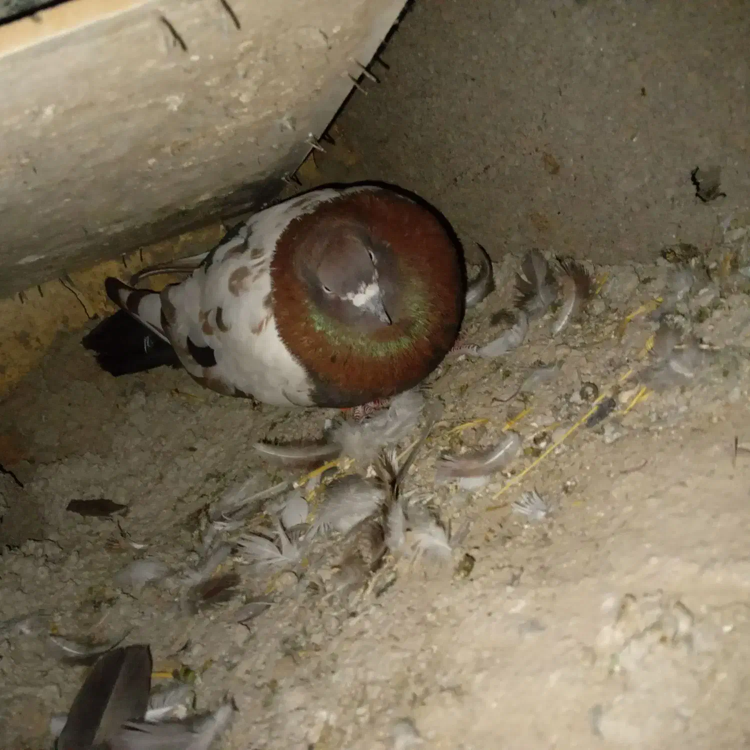 این 4عددکفتر گمشده ب یابنده مژدگانی خوب داده میشود|پرنده|بیجار, |دیوار