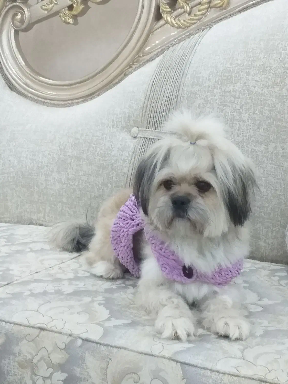 ب دلیل شرایطم واگذار میکنم|سگ|صفادشت, |دیوار