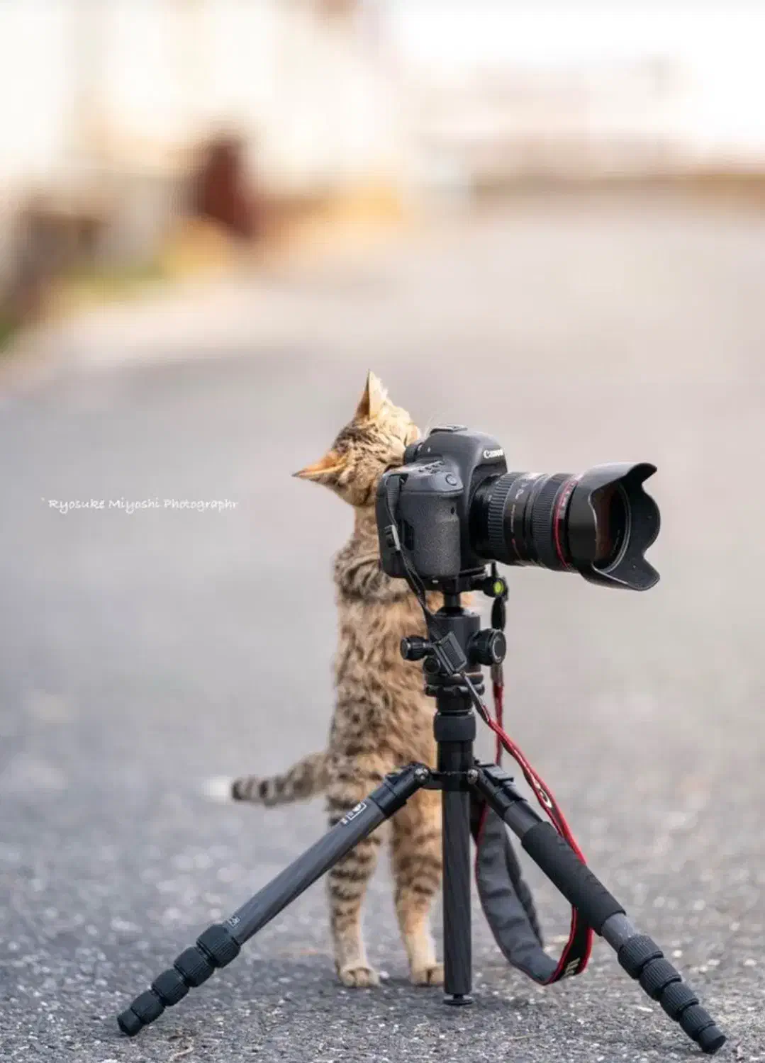 نقاش میسازد، عکاس فاش میکند|خدمات پذیرایی، مراسم|رشت, لاکانی|دیوار