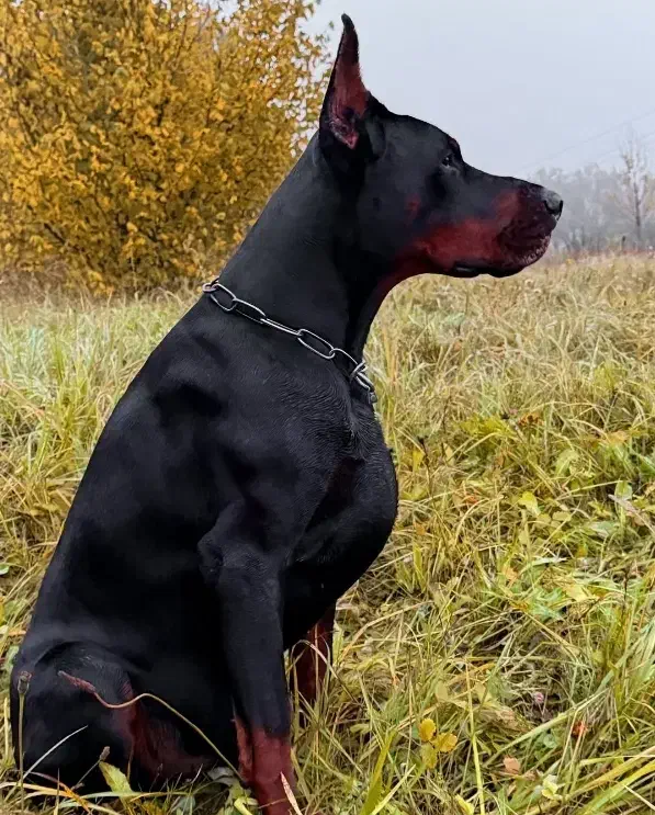 دوبرمن تیپ اروپایی|سگ|پرند, فاز ۴|دیوار