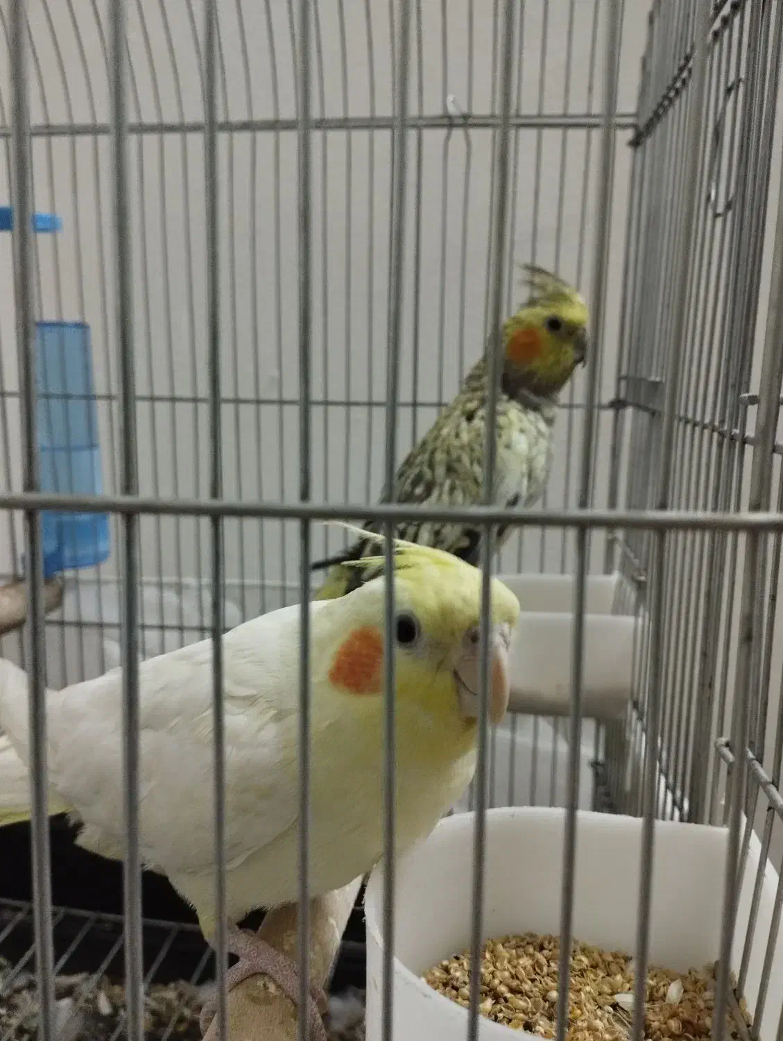 عروس هلندی بالغ ماده|پرنده|الوند, |دیوار