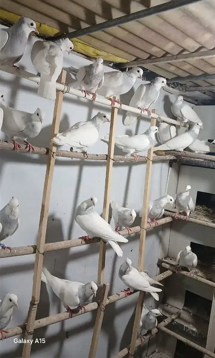 طوقی آبی|پرنده|شهر ری, جوانمرد قصاب|دیوار