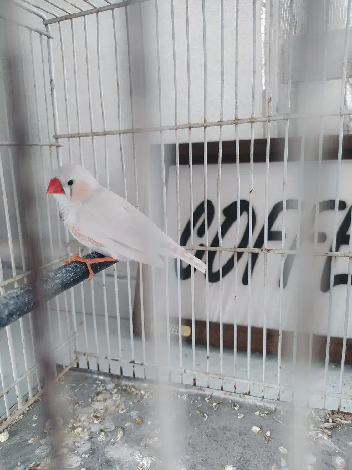 فنچ بالغ نر|پرنده|تهران, کیانشهر|دیوار