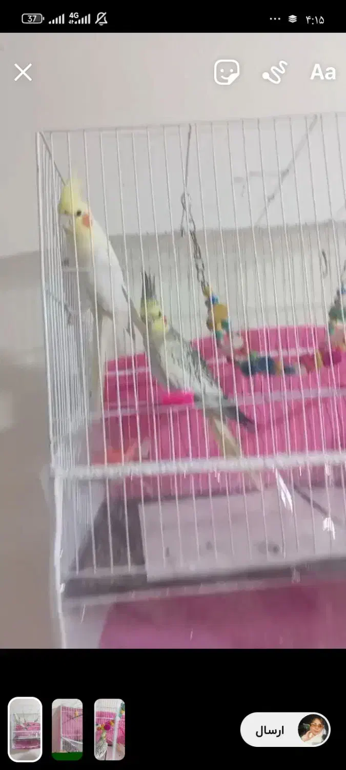 عروس هلندی|پرنده|رضویه, |دیوار