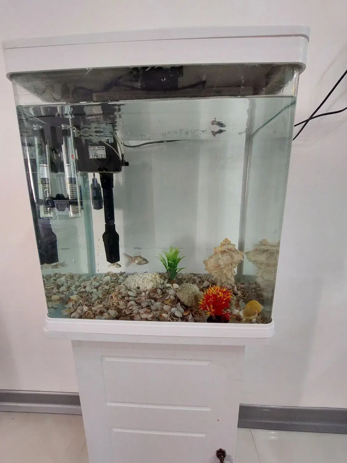 آکواریوم شرکتی|ماهی|گلبهار, شهر جدید گلبهار|دیوار