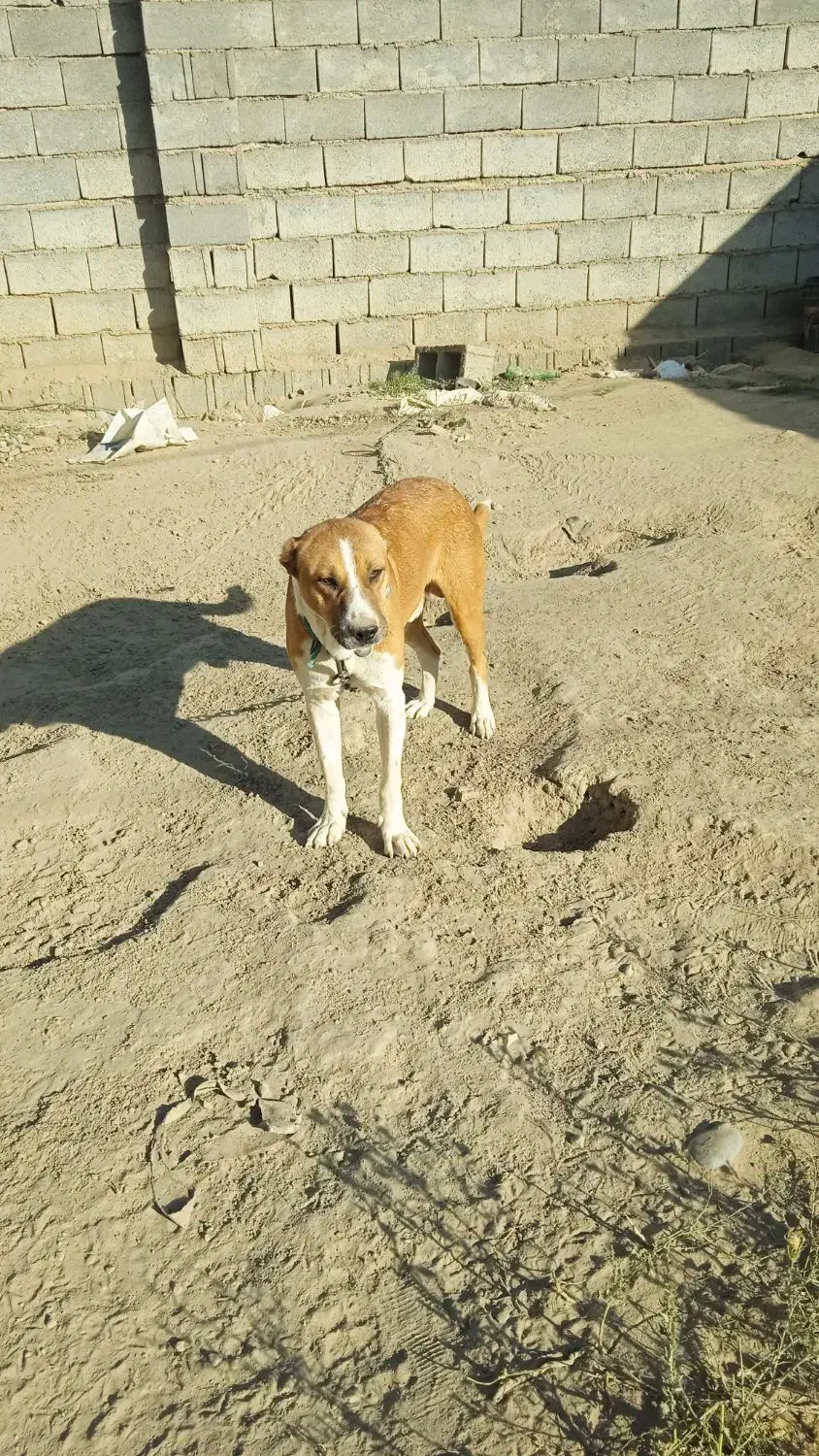 سگ افقانی ۲ساله معاوضه با سگ|سگ|مشهد, چهاربرج|دیوار