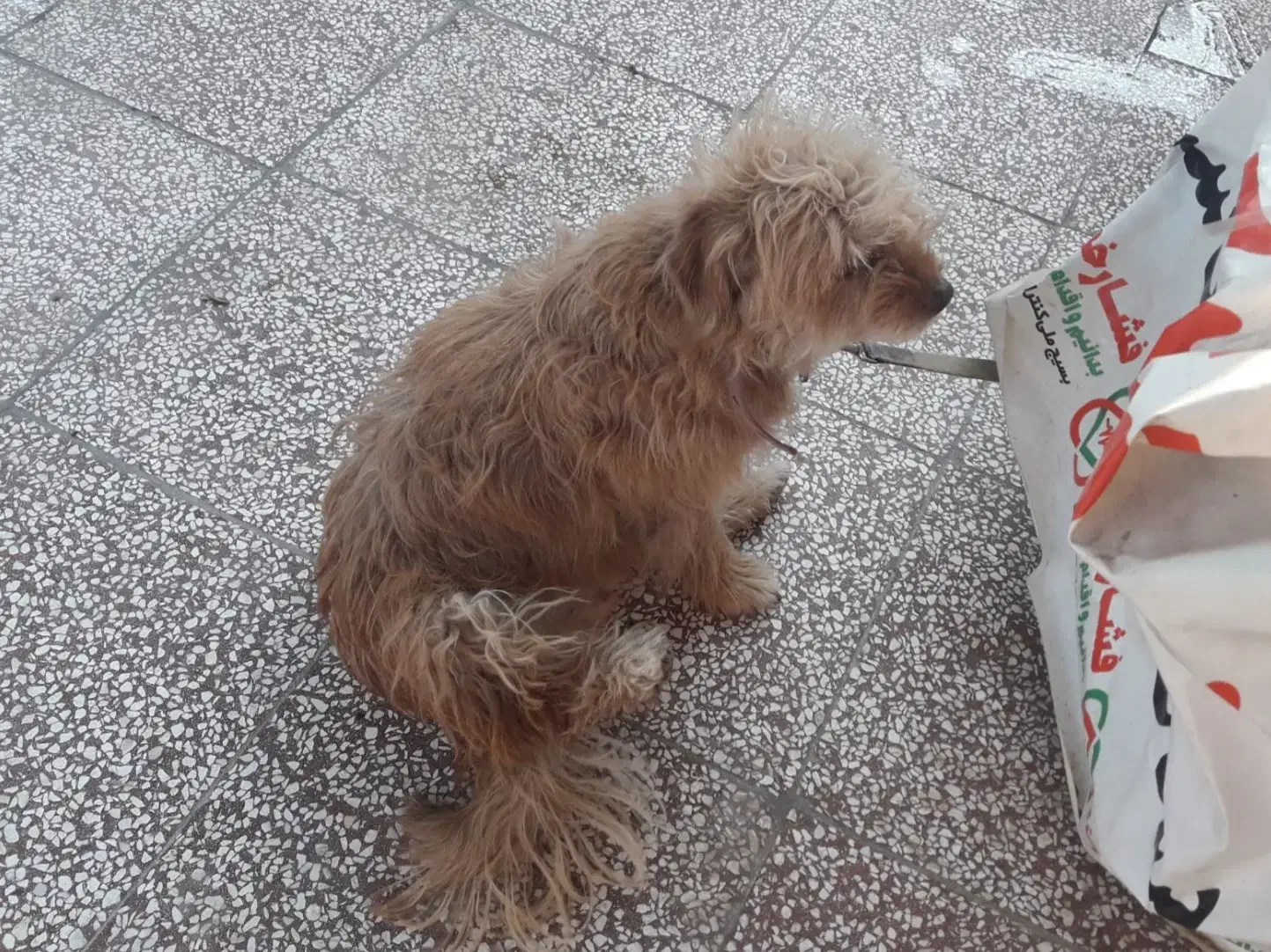 سگ پاکوتاه|سگ|آزادشهر, |دیوار