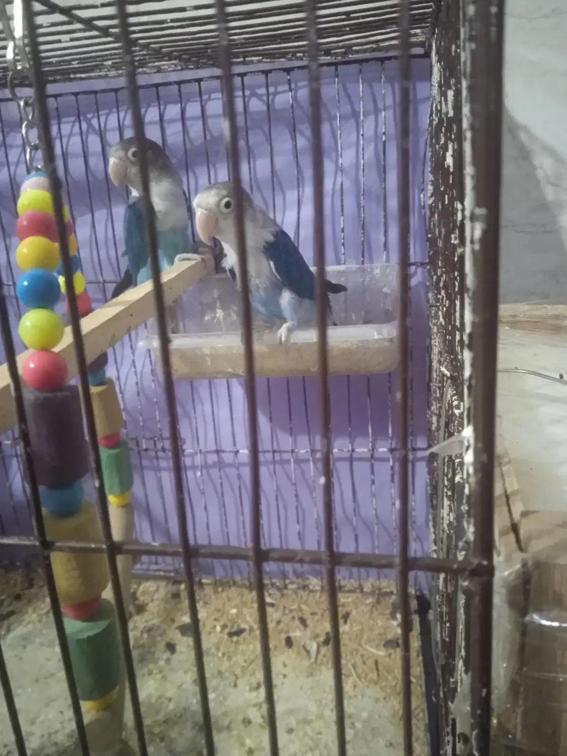 طوطی فروشی|پرنده|نرماشیر, |دیوار