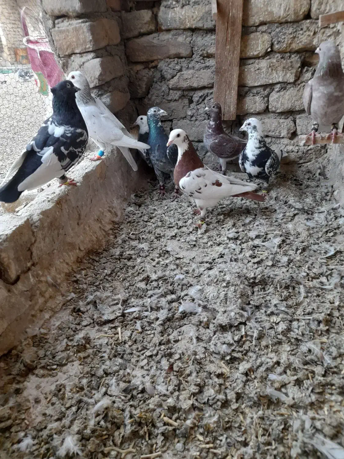 کفتر پرشی و جوجه طوقی|پرنده|مشهد, فریزی|دیوار