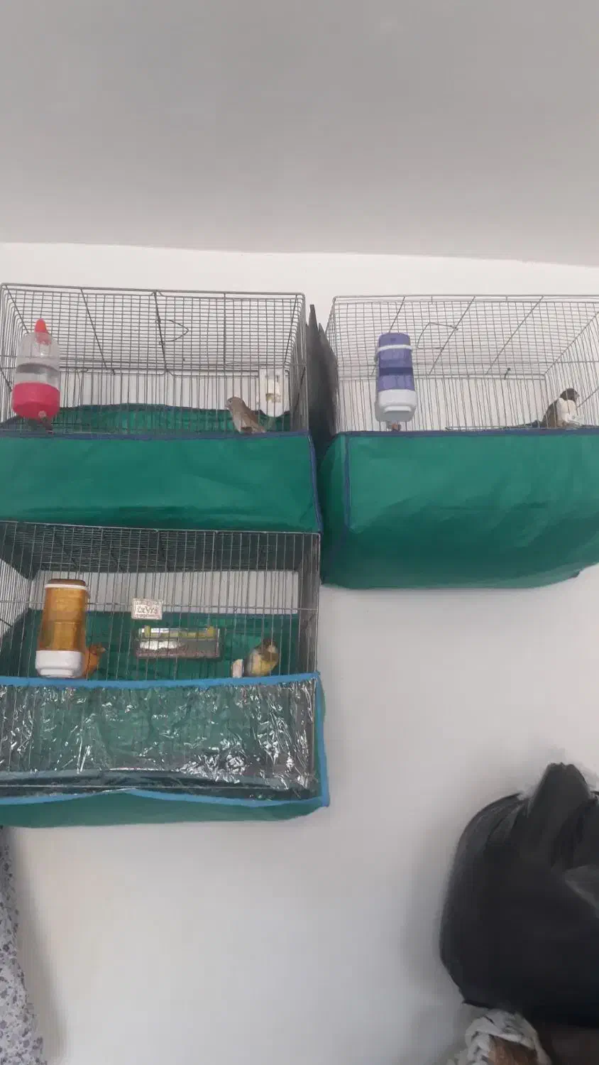 فروشدوقناری نرودو ماده۳ قفس یامعاوضهباسهره نرماده|پرنده|الیگودرز, |دیوار