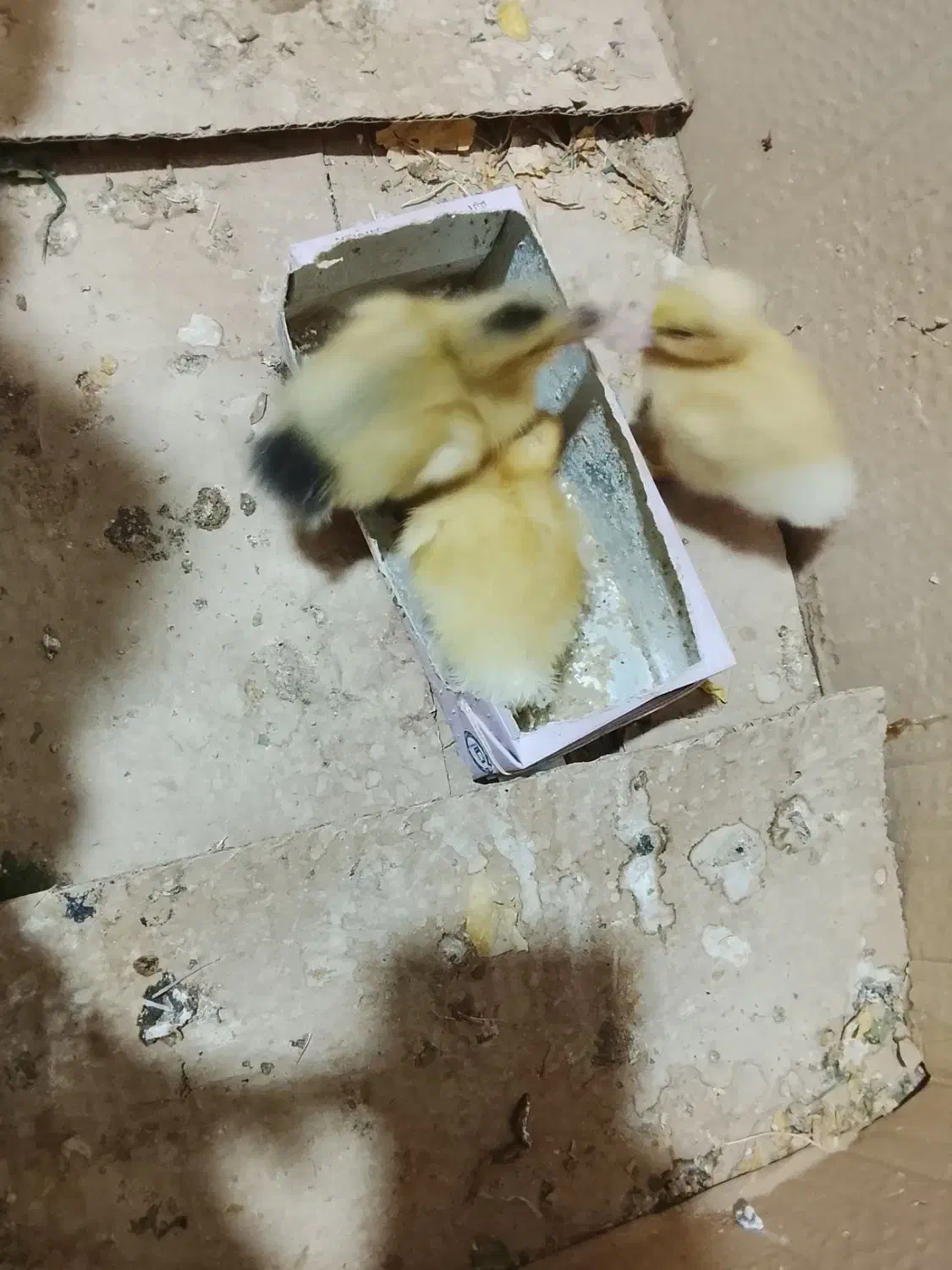 سه تا جوجه اردک فروشی|حیوانات مزرعه|سراوان, |دیوار