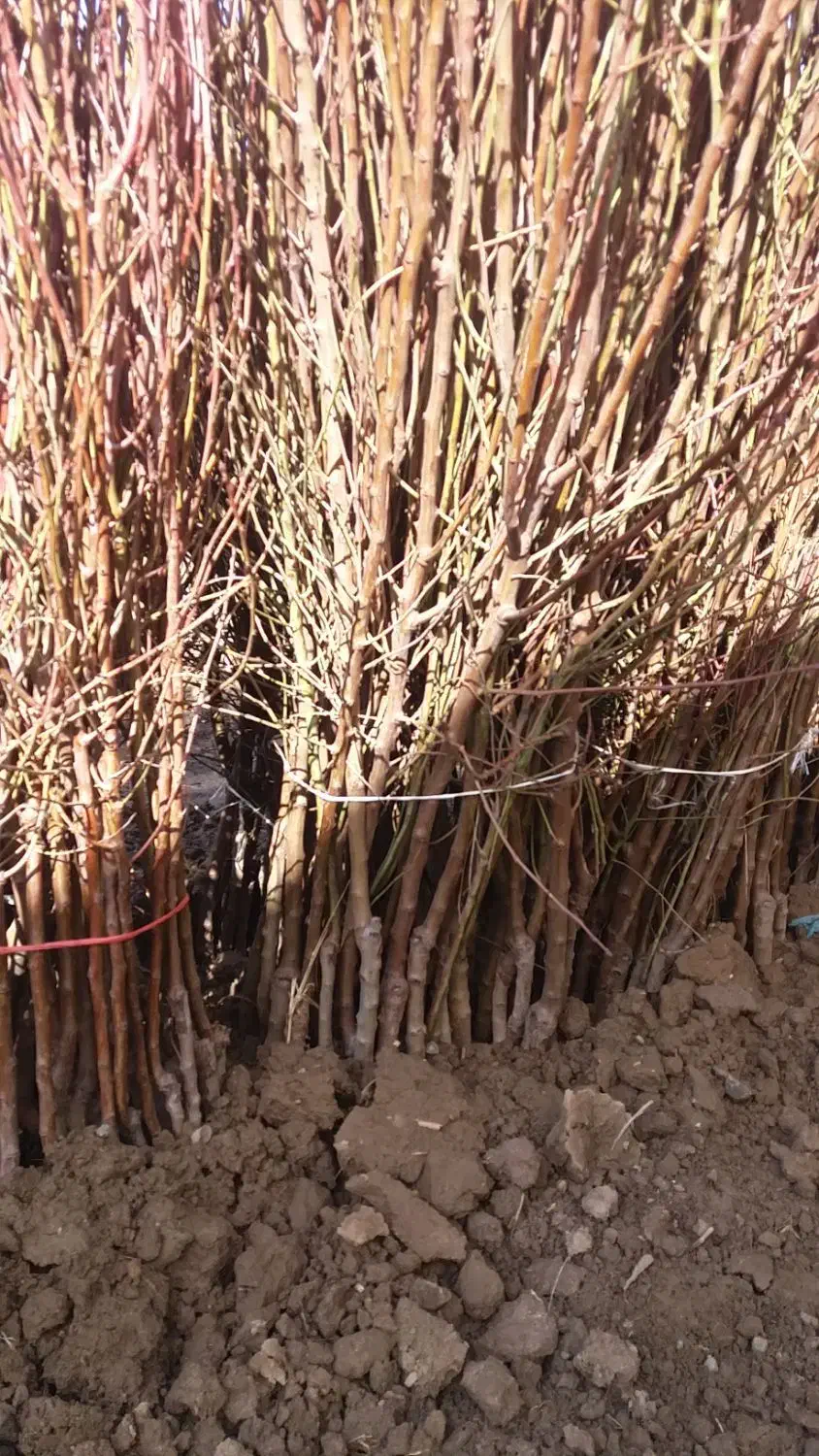 پیوندی وبذری|گل و گیاه طبیعی|سنندج, |دیوار