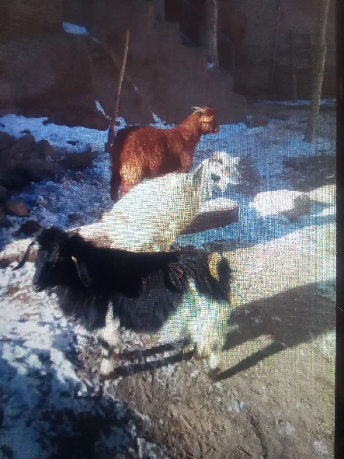 بز نر و ماده|حیوانات مزرعه|قروه, |دیوار