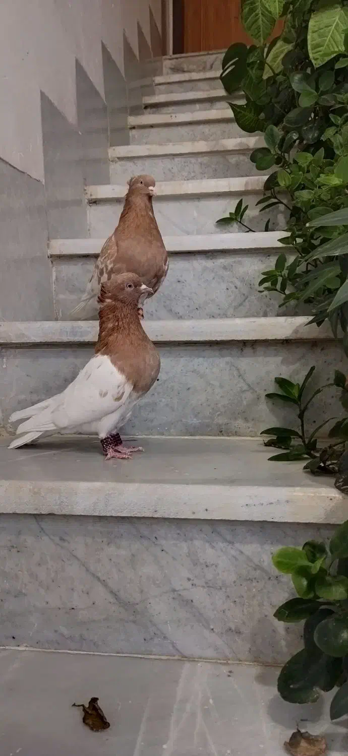 کبوتر کله|پرنده|استهبان, |دیوار