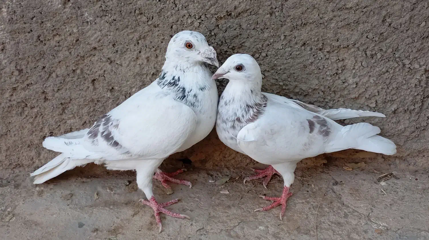 کاغذی و سار|پرنده|سبزوار, ابارش|دیوار