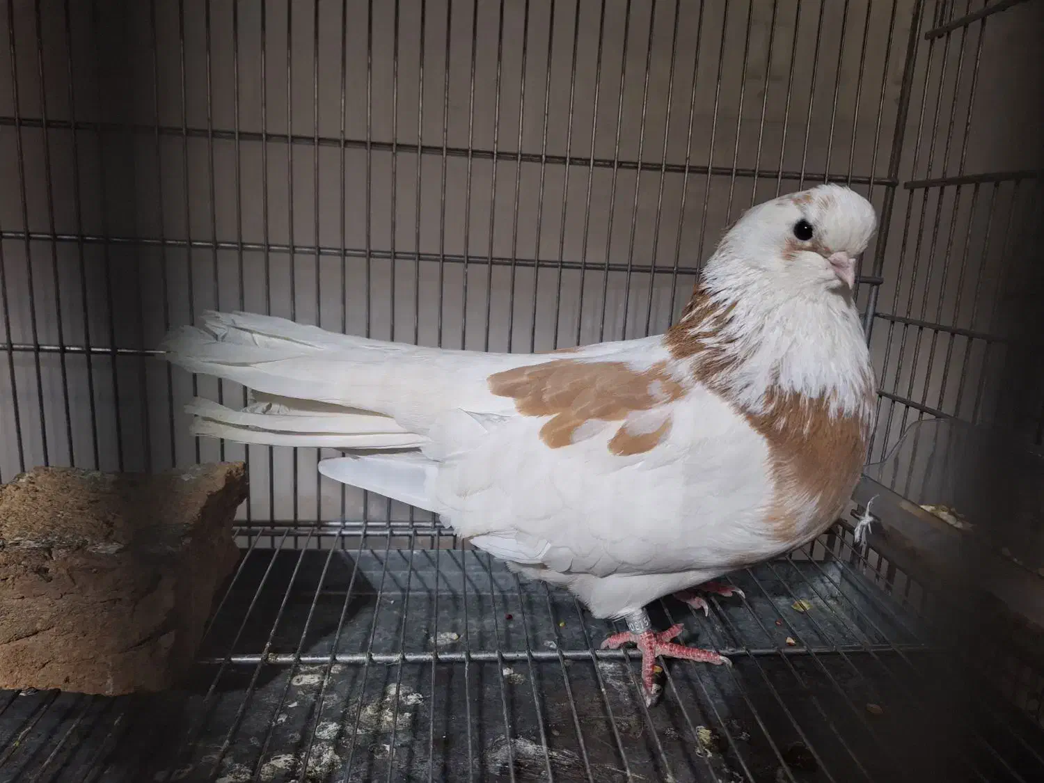 فروش کبوتر ماده قنار مسته مست آماده جفت جون|پرنده|مسجد سلیمان, |دیوار