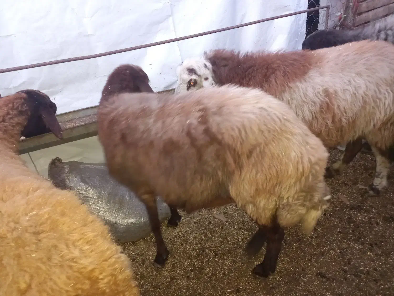 گوسفند|حیوانات مزرعه|رامیان, |دیوار