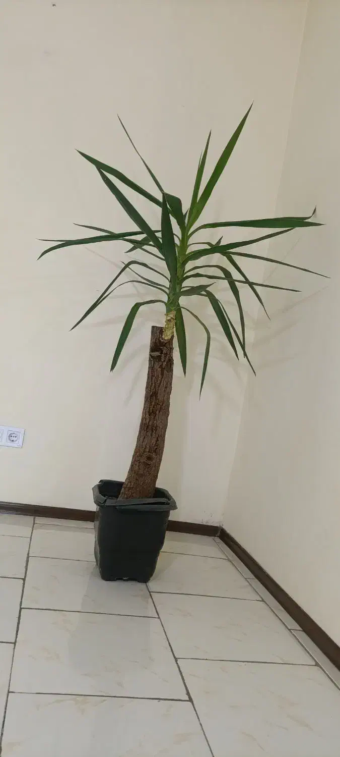 درختچه خارجی|گل و گیاه طبیعی|پردیس, فاز ۱۱|دیوار