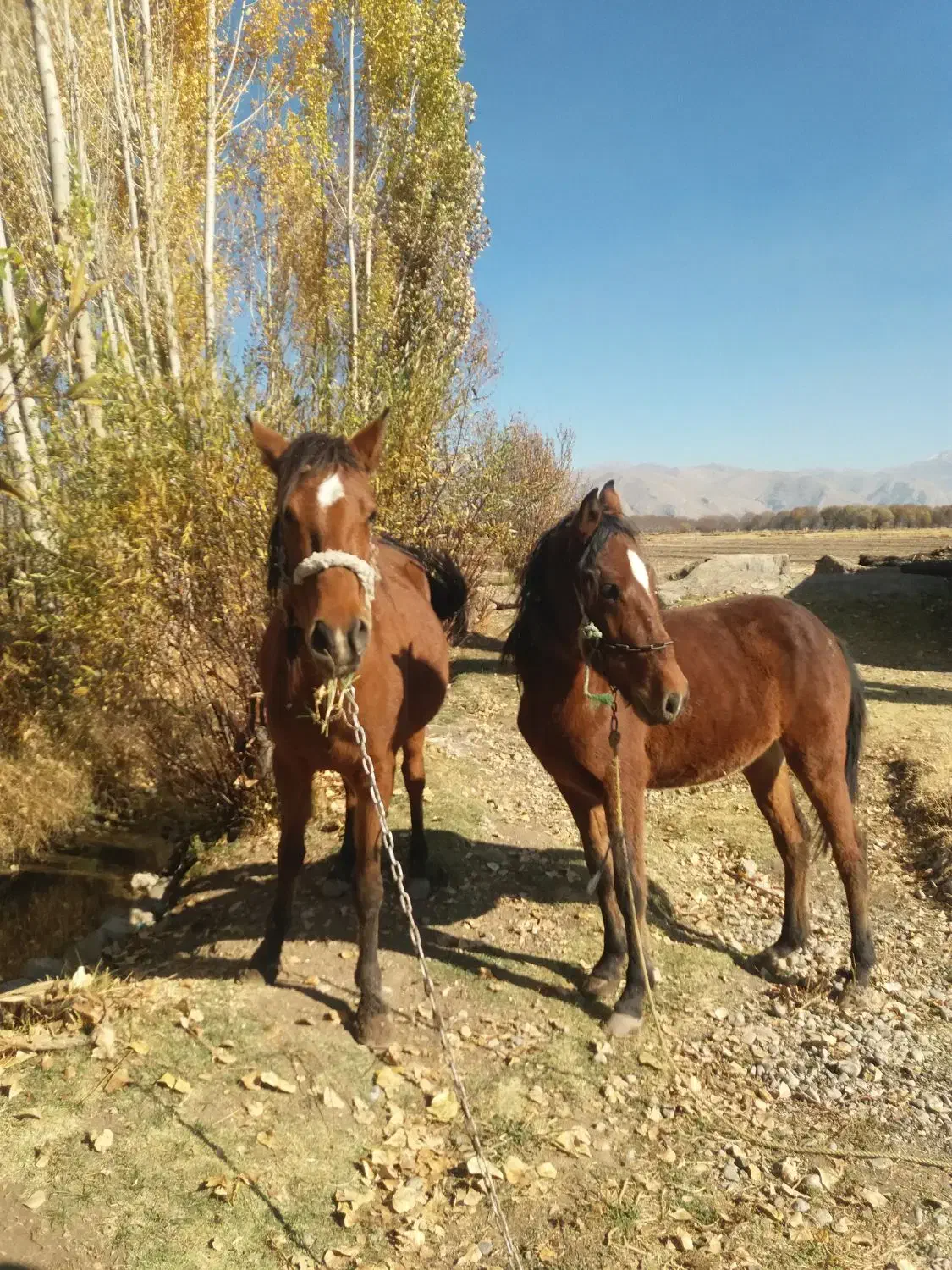 اسب مادیان|اسب و تجهیزات اسب‌سواری|الشتر, |دیوار