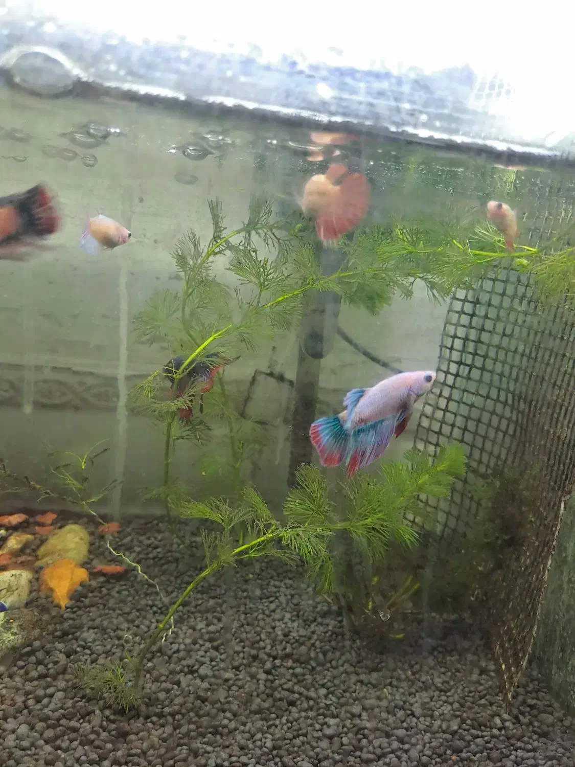 ماهی فایتر|ماهی|کرمانشاه, |دیوار