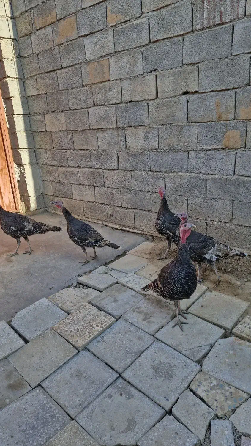 سلام وقت همگی بخیر|حیوانات مزرعه|گیان, |دیوار