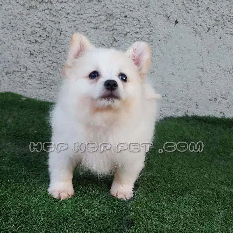 سگ پامر|سگ|شیراز, ریاستی|دیوار