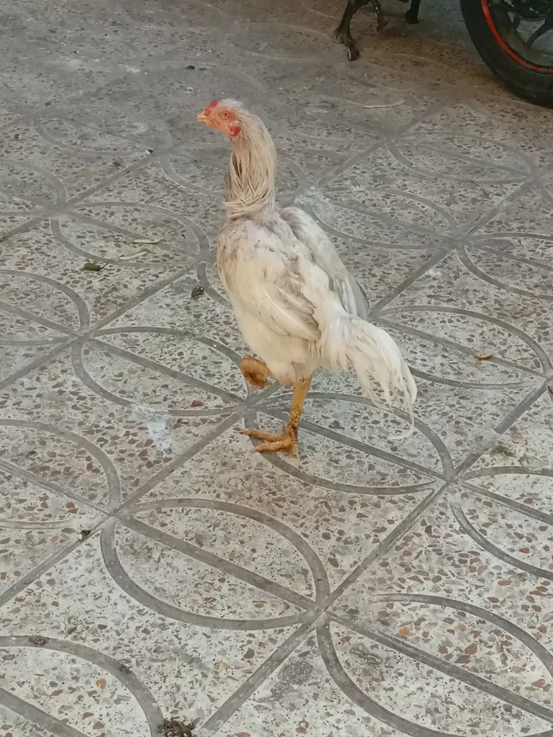 خروس لاری|حیوانات مزرعه|پاکدشت, پاکدشت (مامازند)|دیوار