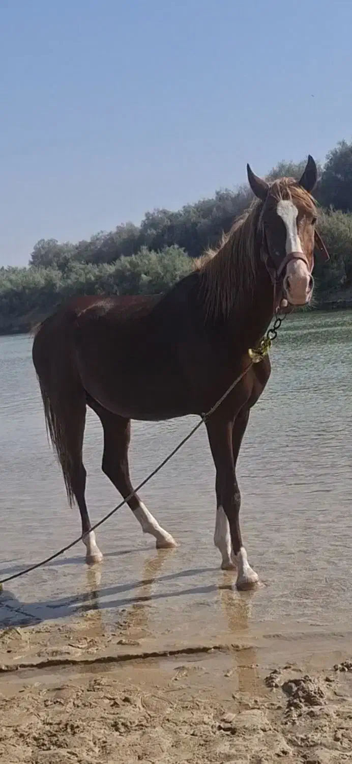 اسب زیبا چهار قلم و پیشونی سفید|اسب و تجهیزات اسب‌سواری|بندر ماهشهر, |دیوار