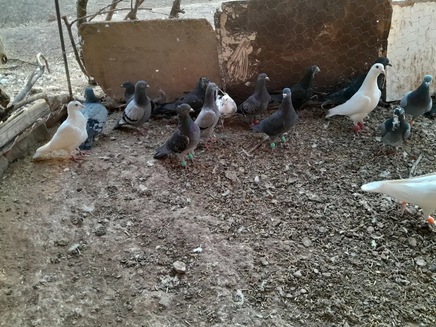 کبوتر|پرنده|تربتحیدریه, باغ سلطانی|دیوار