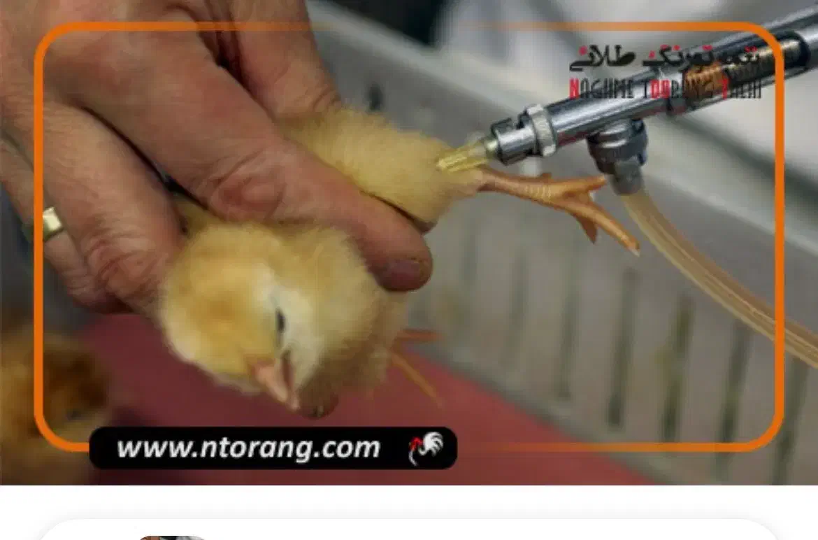 نیرو برای واکسیناسیون جوجه|استخدام صنعتی، فنی، مهندسی|ساری, |دیوار