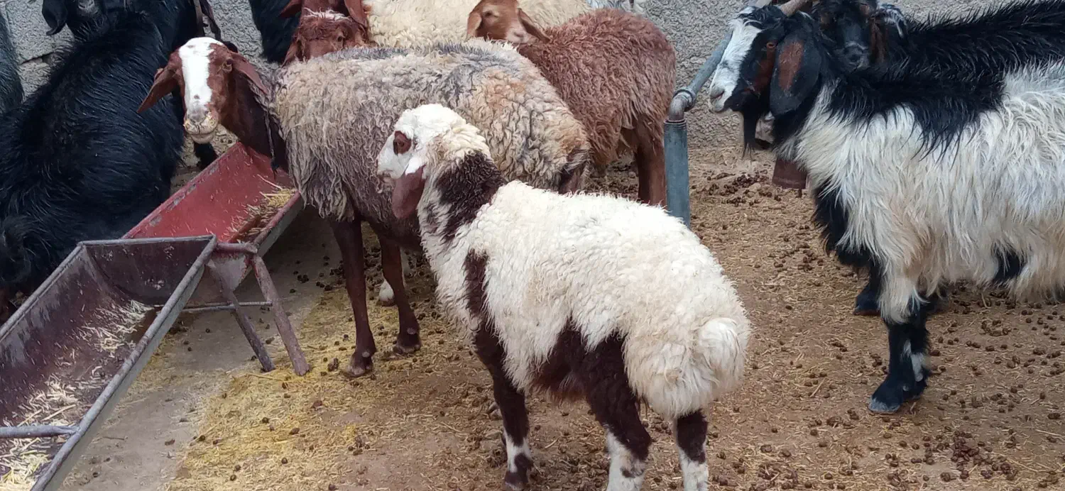 میش و بره|حیوانات مزرعه|سیوان, |دیوار