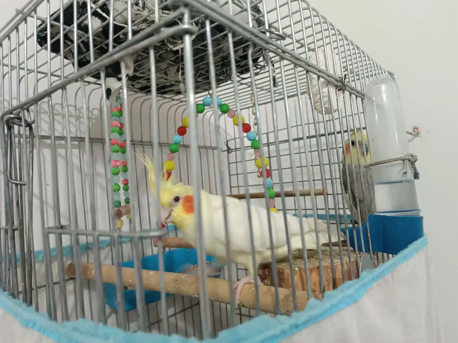 دو عدد عروس هلندی نر دستی همراه با قفس|پرنده|دهلران, |دیوار