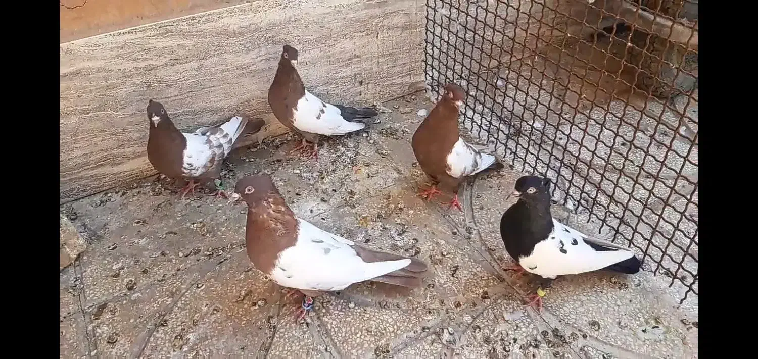 کفتر رنگه درشت|پرنده|فردوس (خراسان), |دیوار