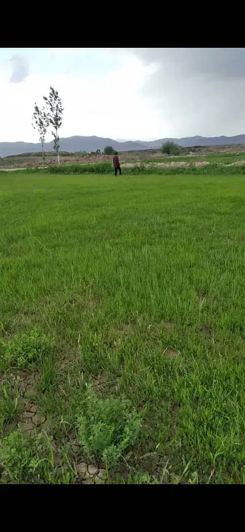 فروش زمین کشاورزی مناسب برای باغ جاده پلدشت|فروش دفتر صنعتی، کشاورزی، تجاری|ماکو, |دیوار