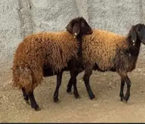 بره نر چاق کشتاری|حیوانات مزرعه|تربت جام, تیپ ۳۸ زرهی تربت جام|دیوار