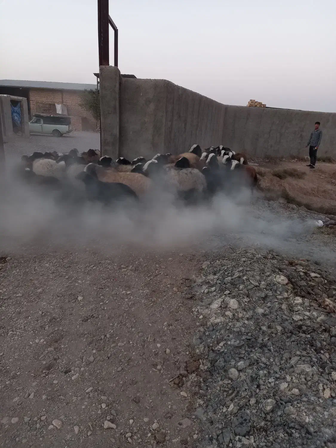 بسم الله فروش قوچ و میش های اصیل شال|حیوانات مزرعه|شال, |دیوار