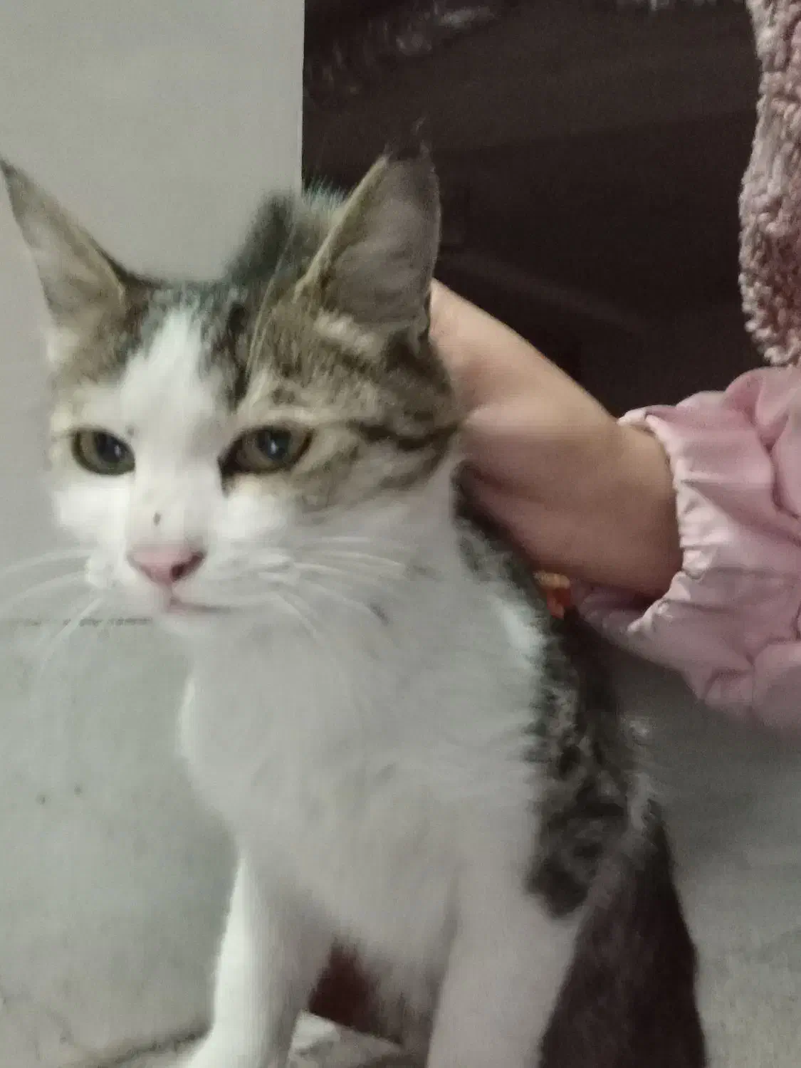 بچه گربه|گربه|زنجان, |دیوار