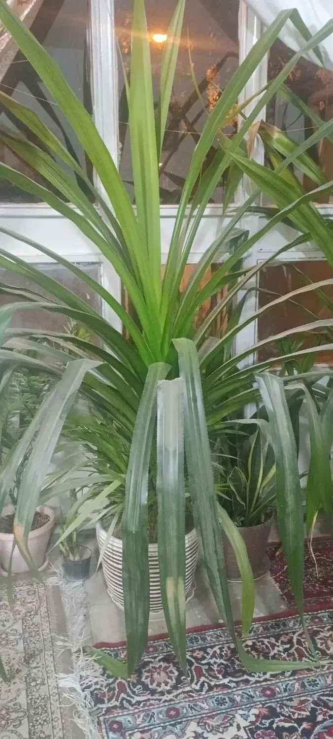 گل زیبا پاندانوس|گل و گیاه طبیعی|نیشابور, شریعتی|دیوار