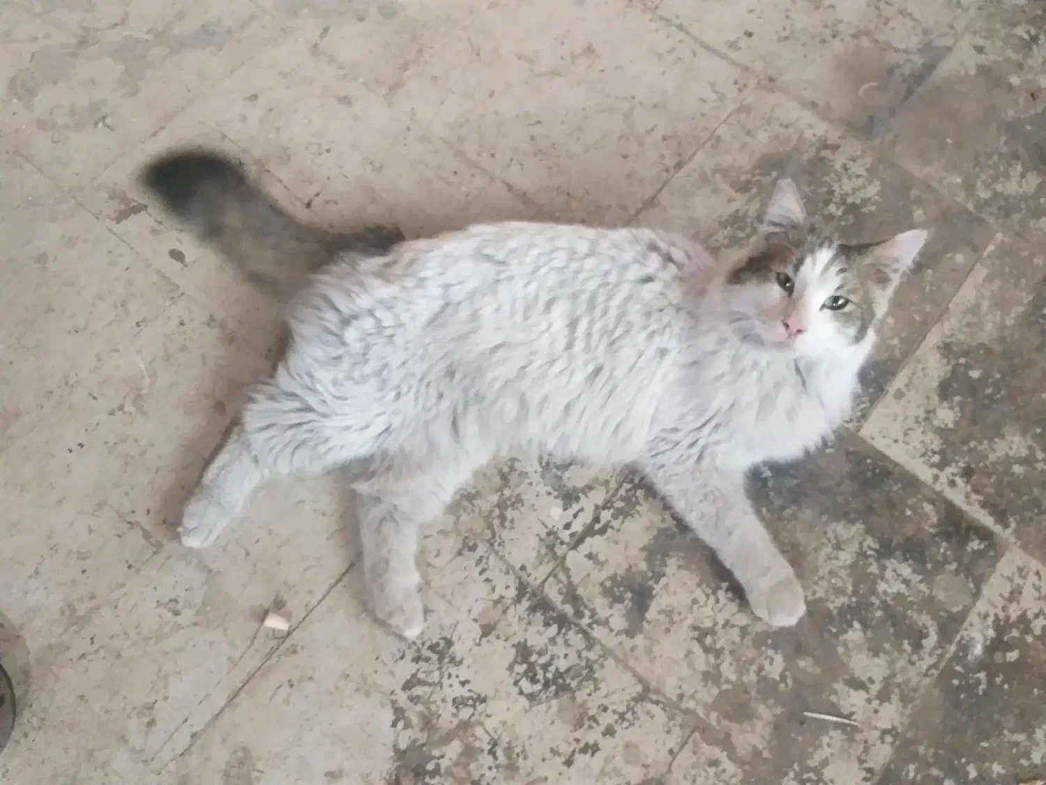 گربه پرشین کت|گربه|تهران, شهید رجایی|دیوار