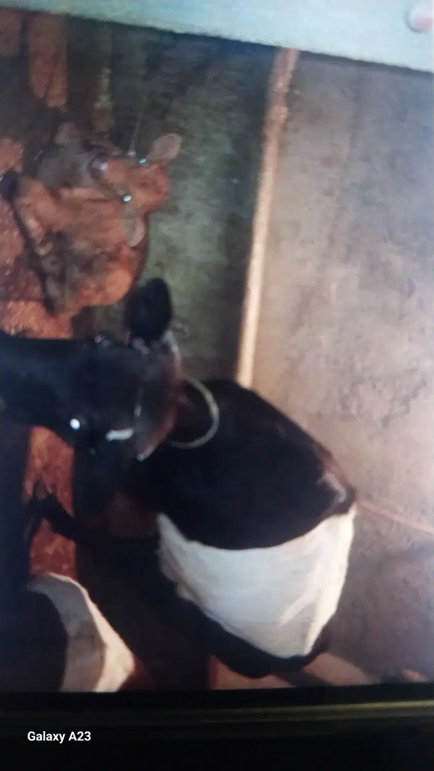 گاو با گوساله هاش|حیوانات مزرعه|اردبیل, |دیوار