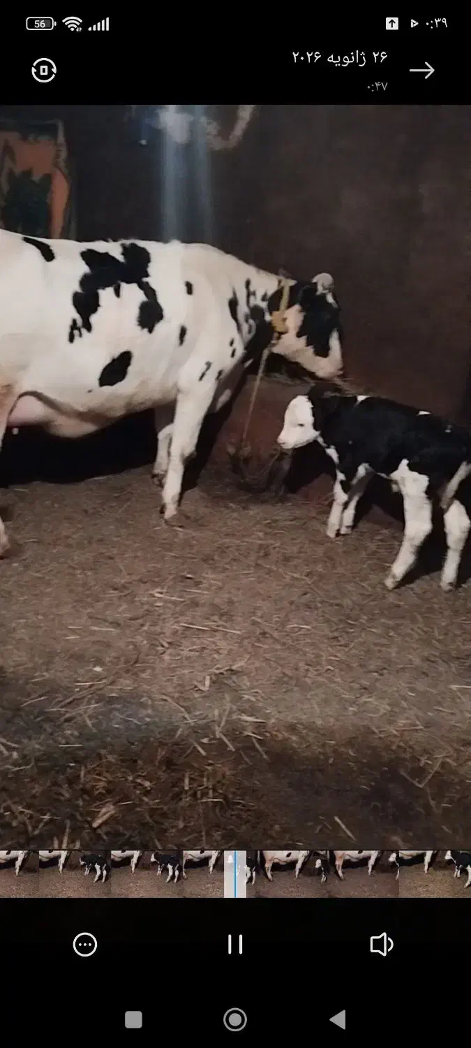 گاو شیری|حیوانات مزرعه|هریس, |دیوار