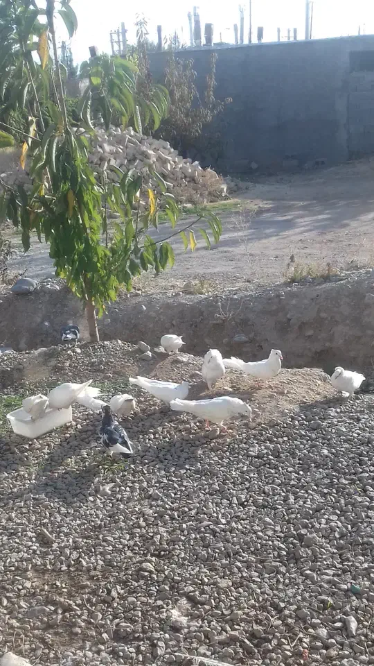 کبوتر|پرنده|سی‌سخت, |دیوار