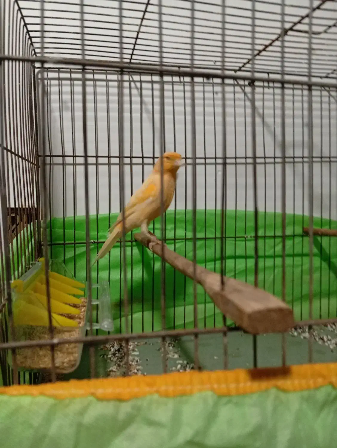 قناری|پرنده|شوش, |دیوار